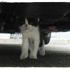猫バンバンしましょ  #KnockKnockCats