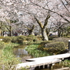 金沢城公園の桜・・