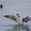 2019年3月23日の鳥撮り(1/2)-茨城県の漁港