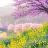 ファミリーで楽しむ！「みなみの桜と菜の花まつり」