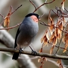 日本　文殊の森公園のウソ