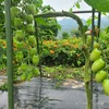 夏野菜収穫🥒🍅🍆＆向日葵畑に肥料撒き