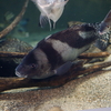コショウダイ Plectorhinchus cinctus