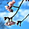 安行寒桜 （その３）