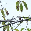 チャバラワライカワセミ Rufous-bellied Kookaburra