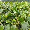 二番茶が伸びる土台を完成させるナラシ作業