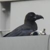 街ど真ん中公園にもハシブトガラス幼鳥