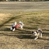 ヒャッホー！
