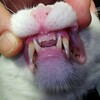 猫の歯周病は骨が腫れる！