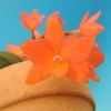 Cattleya cernua `Setting Sun' 