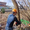 伐採と粉砕