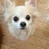 No.160105B-CWF（チワワ 5歳 3kg ♀)