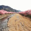 フリードプラスで車中泊　〜河津桜満喫2019③　河津桜満喫編〜