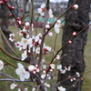 梅林公園の梅はまだまだでした。　＠京成大久保　梅林公園