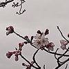 ２０２０年～桜　開花～