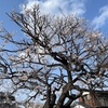 近所の梅の花🌸 満開