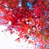 燃ゆる秋！染まる紅葉！気温も20度超えの暑い熱い週末！