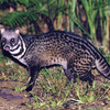 ジャコウネコに関する雑学！