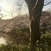 お花見しながら駅まで散歩