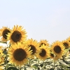 好きな花言葉の話。