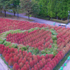 色づくコキア：砺波チューリップ公園