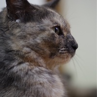 PENTAX K-1とDA★200mm F2.8