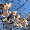 桜の開花が進む