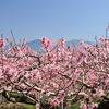 佐久の桃の花は浅間山を背景に咲いていた(2025年7月記)