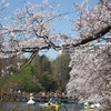 井の頭公園_桜（東京都三鷹市）