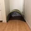 アザラシみたいだね
