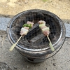 GW6日目。二日酔いで引きこもり。