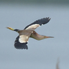 近くの県に鳥を見に連れて行ってもらった日記。（２０２１　０６０６）番外編