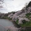 今年見た桜の花