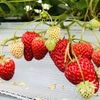 完熟いちご🍓狩り情報3月6日(水)開園日です‼️💕✨🍀