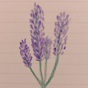 Lavender blog