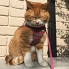 おばあさんですか？