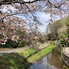 桜／2021 (3)川歩きに来たはずが花見散歩に（神奈川県二宮から秦野へ）