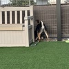 黒柴 🐶 つん