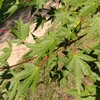 毘沙門天様