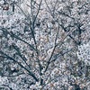 見下ろした桜