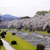 桜三昧