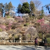 冬の風に舞う梅の花；池上梅園で癒しのひと時