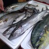 今朝伊根の漁港で直接買い付けた魚たち