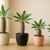 【パキポディウム】トゲトゲ＆ぷっくりボディが魅力的？🌵ユニークな多肉植物（塊根植物）🌱育て方ガイド