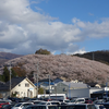 桜満開の弘法山古墳　長野県松本市並柳