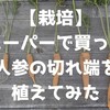 【栽培】スーパーで買った人参の切れ端を植えてみた ～果たして人参は育つのか？～