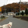 茶臼山紅葉いいです