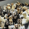 「子犬工場」400匹を過密飼育、虐待の疑い