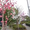 花桃満開