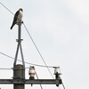 野鳥撮影「ハヤブサ」